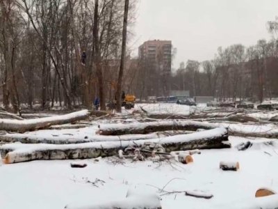 Защита Берёзовой аллеи от вырубки